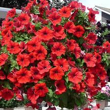 10" Petunia Basket (red)