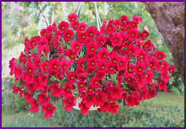 10" Petunia Basket (red)