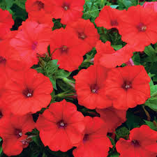 10" Petunia Basket (red)