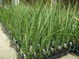 Spikes (individual plant )