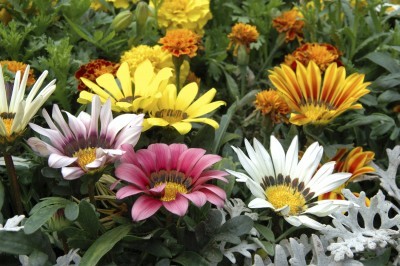 Gazanias flat of 18 (mixed)