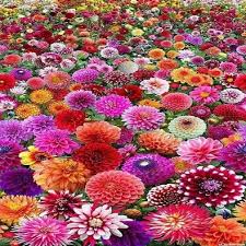 Dwarf Dahlia flat of 18 (mixed)