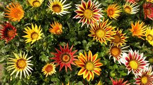 Gazanias flat of 18 (mixed)