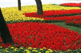 Salvia 10"-12" (red)