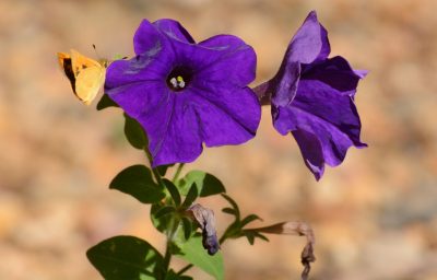 Petunias (purple)