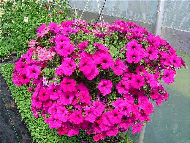 10" Petunia Baskets (pinks)