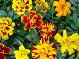 Marigold flat bloom 8"-10" (safari mix)