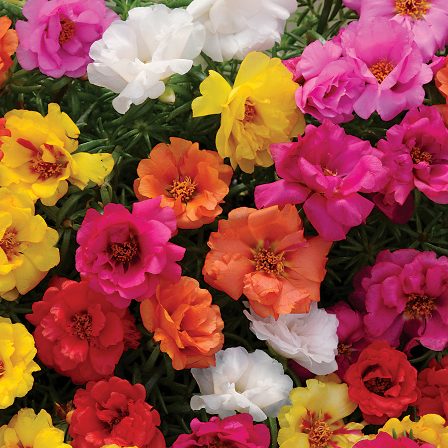 Moss Rose (mixed color)