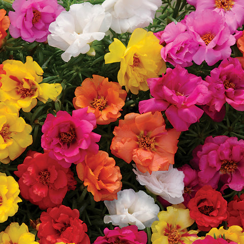 Moss Rose (mixed color)