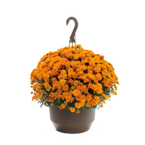 10" hanging orange mums