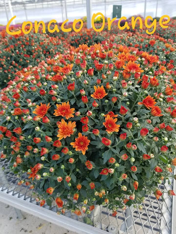 9 inch Orange Mum
