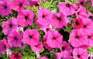 Petunias (pink)