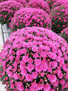 9 inch Purple Mum