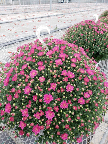 10" hanging purple mum