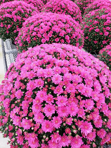 9 inch Purple Mum