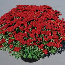 9 inch Red Mum