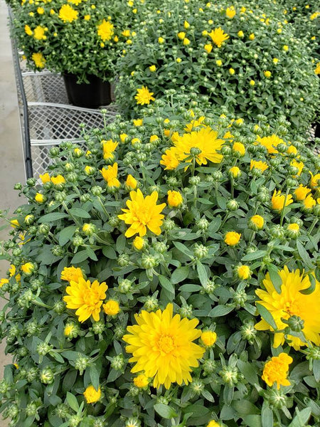 10" hanging yellow mum