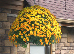 10" hanging yellow mum