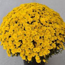 9 inch Yellow Mum